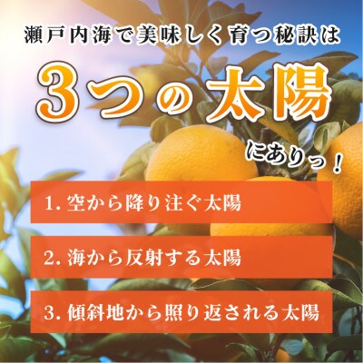 今治産柑橘 温州みかん 約4kg 愛媛の大人気果物【B90】