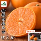 【先行受付】せとか (化粧箱入) プレミアム柑橘 3L～L 10～15玉 KC00630