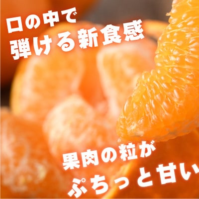 【先行受付】はるみ　5kg　家庭用 柑橘 手でむける KB02530