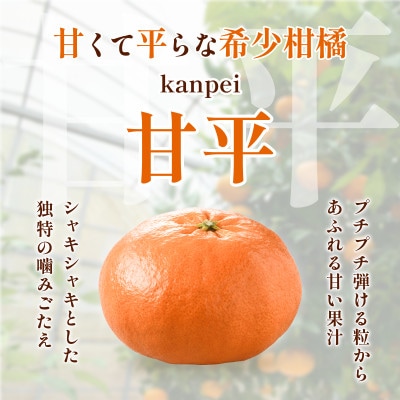 【先行予約】甘平 2.5kg 家庭用 高級柑橘 甘い 小箱 愛媛県オリジナル品種