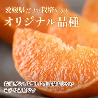 【先行予約】甘平 2.5kg 家庭用 高級柑橘 甘い 小箱 愛媛県オリジナル品種