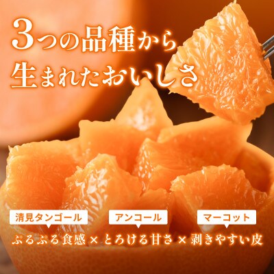 【先行予約】せとか 2.5kg 家庭⽤ 柑橘 柑橘の大トロ　小箱