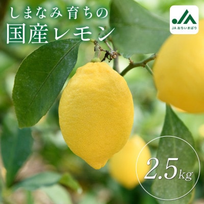 【先行受付】瀬戸内レモン 2.5kg　L～M　秀品　小箱