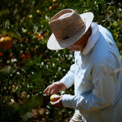 【宗方印】【数量限定】宗方のまどんな 約1.5kg(家庭用) 【K003600K1.5】