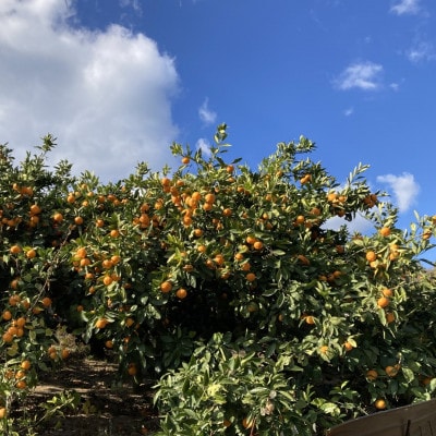 【宗方印】【数量限定】ライム 約1kg(家庭用) 【K003610K1】