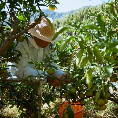 【宗方印】【数量限定】温州みかん 約3kg(家庭用)【K003650K3】