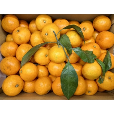 【宗方印】【数量限定】温州みかん 約5kg(家庭用)【K003650K5】