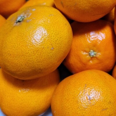 【宗方印】【数量限定】甘平 約1.5kg(家庭用) 【K003630K1.5】