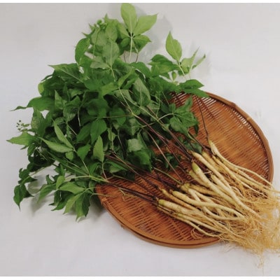菊間高麗人参　約100g【VD00970】