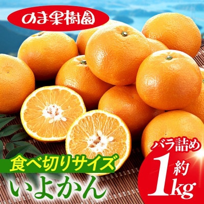 のま果樹園のいよかん(約1kg)バラ詰め