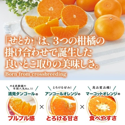 のま果樹園のせとか(約5kg)バラ詰め