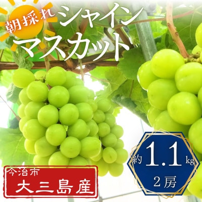 大三島産シャインマスカット　約1.1kg(2房)【V003190】