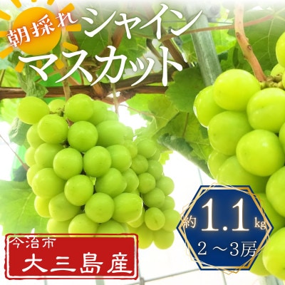 大三島産シャインマスカット　約1.1kg(2～3房)【V003190】