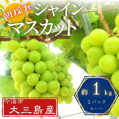 大三島産シャインマスカット　約1kg(粒パック2つ)【V003200】