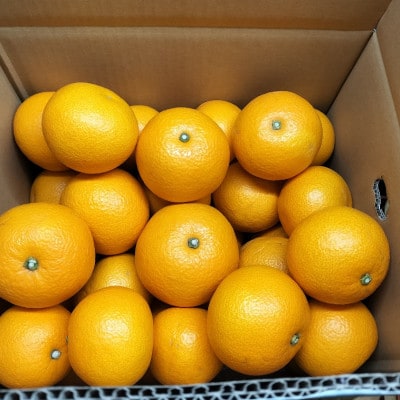 【先行予約】大三島産 八朔　約10kg【K003210L10】