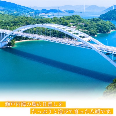 【先行予約】大三島産 八朔　約10kg【K003210L10】