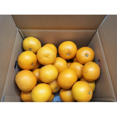 【先行予約】【ご家庭用(キズあり)】大三島産 八朔　約10kg【K003220M10】