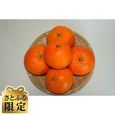 【さとふる限定】伊予かん4L～L 約10kg