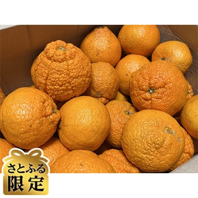 【さとふる限定】不知火(家庭用)4L～L
