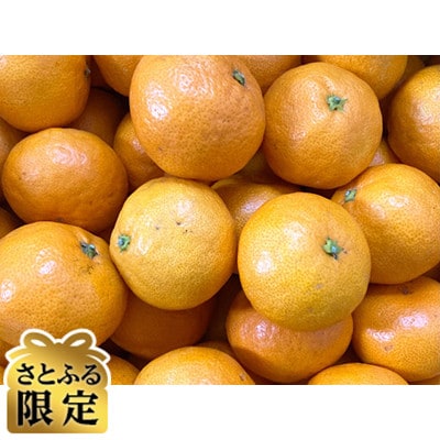 【さとふる限定】しまなみ温州ミカン(家庭用)約10kg