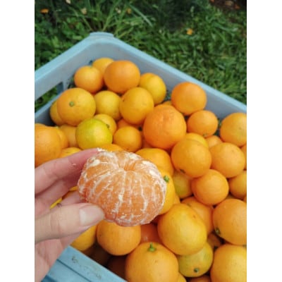 【さとふる限定】しまなみ温州ミカン(家庭用)約10kg