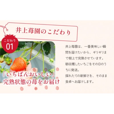 井上苺園　あまおとめ(270g×2パック)【V002540】
