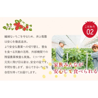 井上苺園　あまおとめ(270g×2パック)【V002540】
