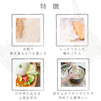 【ふるさと納税】令和7年産 愛媛県産 ひめの凜 10kg 【V003290K10】