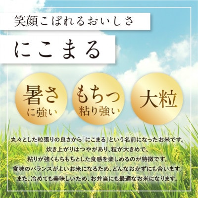 【ふるさと納税】令和7年産 愛媛県産 にこまる 10kg 【V003300K10】