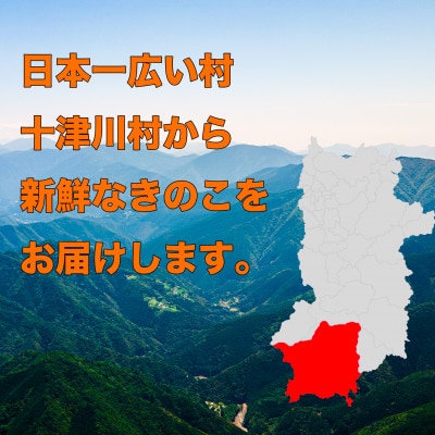 【十津川郷】 きのこ 詰め合わせ