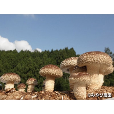 肉厚生しいたけ・干ししいたけセット