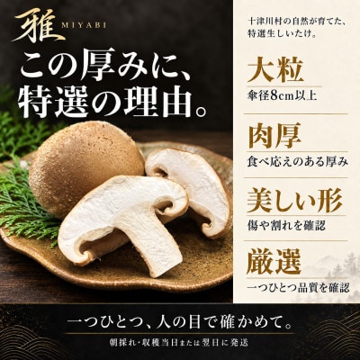 【大粒・肉厚】特選生しいたけ「雅」木箱入り9個 約500g 奈良県十津川村産
