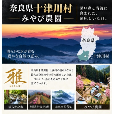 【大粒・肉厚】特選生しいたけ「雅」木箱入り9個 約500g 奈良県十津川村産