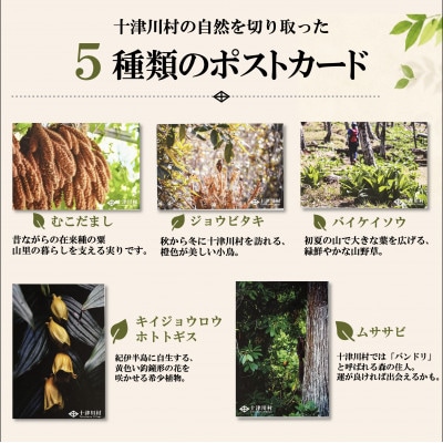 【ふるさと納税限定】十津川村風景ポストカードセット 5枚入り　動物・植物