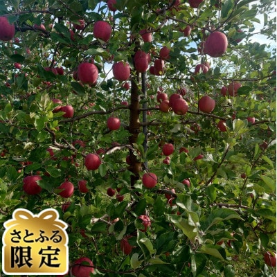 【さとふる限定】青森県産 りんご サンふじ・ぐんま名月詰め合わせセット 贈答約10kg(30個前後)