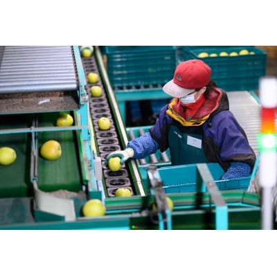 【2025年10月出荷予定】平均糖度12度以上! トキ 約5kg 訳あり