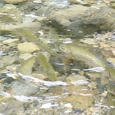椎葉の山女魚】焼きえのは (ヤマメ) の甘露煮 2袋【ごはんやおつまみに