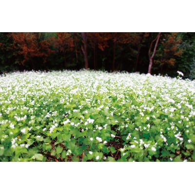 椎葉産 自家製粉 石臼挽き蕎麦粉 500g【在来種】
