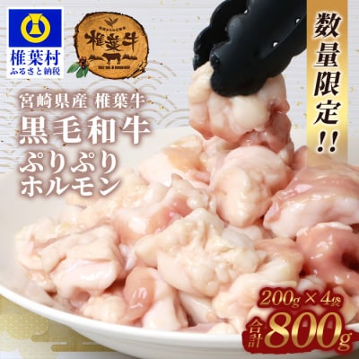 宮崎県産 椎葉牛 ぷりぷりホルモン(小腸)200g×4袋 合計800g【もつ鍋・焼肉用】ホルモン焼き