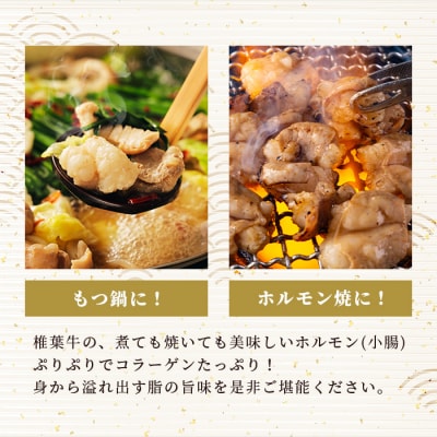 宮崎県産 椎葉牛 ぷりぷりホルモン(小腸)200g×4袋 合計800g【もつ鍋・焼肉用】ホルモン焼き