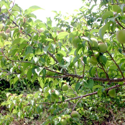 椎葉村産梅使用 梅酒「姫伝説」720ml×12本セット