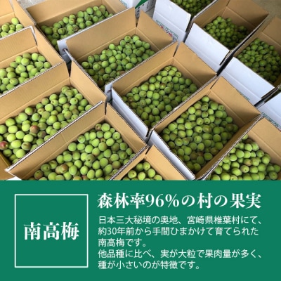 受付6/5(月)まで【秘境・椎葉村】南高梅 青梅 5kg【森林率96%の村の果実】