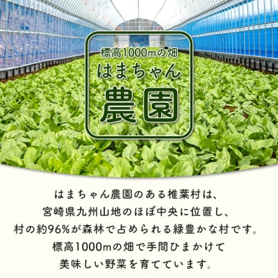 【秘境・椎葉村】はまちゃん農園の美味しいほうれん草 150g×5袋(合計750g)