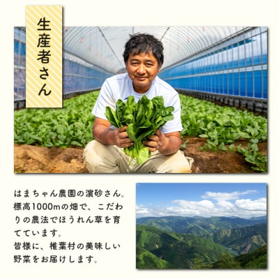 【秘境・椎葉村】はまちゃん農園の美味しいほうれん草 150g×5袋(合計750g)