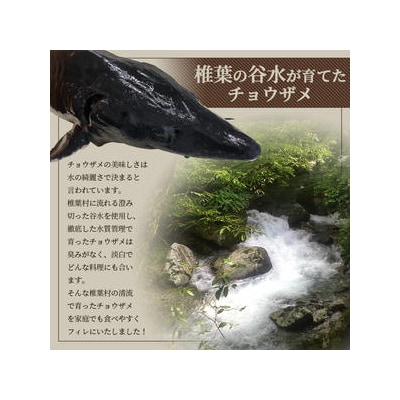 【宮崎県 椎葉産】キャビアフィッシュフィレ 1尾【800g～1.2Kg】 チョウザメ フィレ肉