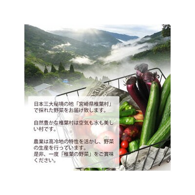 【先行受付】日本三大秘境 椎葉村産の季節野菜セット【2024年7月~8月配送】JA-28