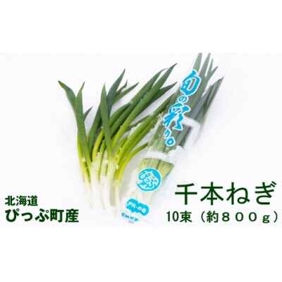 比布町産ねぎ(千本ねぎ)「旬の彩り」10束