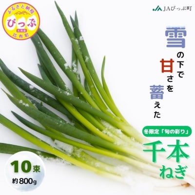 比布町産ねぎ(千本ねぎ)「旬の彩り。」 10束【JAぴっぷ町】