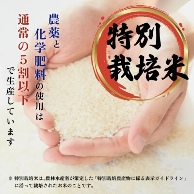 令和7年産 特別栽培米ゆめぴりか 5kg【ナナプラザ】
