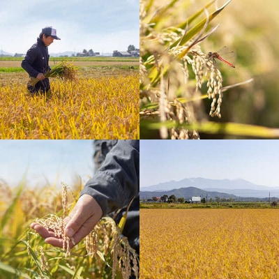 【令和8年産 新米受付】ゆめぴりか 玄米 10kg 【久保農園】 1004-014